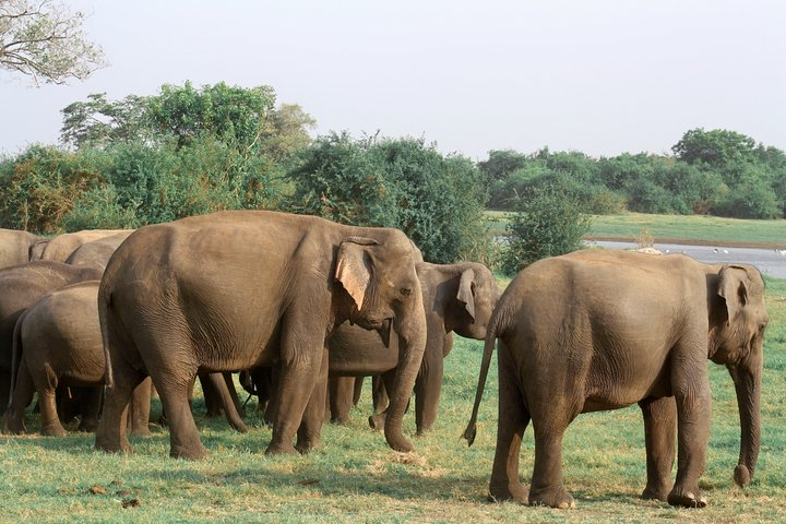 Maduru Oya National Park Private Safari - Photo 1 of 10